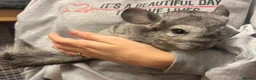 Chinchilla rodents for sale: Adorable female chinchilla kits - dorset  - Advert 6