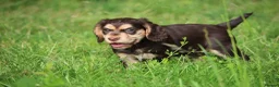 Cocker Spaniel dogs for sale: KC Reg Working Cocker Spaniels  - Advert 17