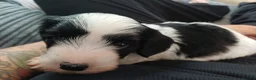 Mixed Breed dogs for sale: Stunning Maltipoo X Miniature Schnauzer - Advert 30