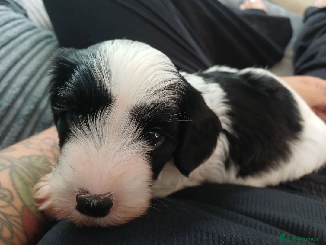 Mixed Breed dogs for sale: Stunning Maltipoo X Miniature Schnauzer - Advert 30