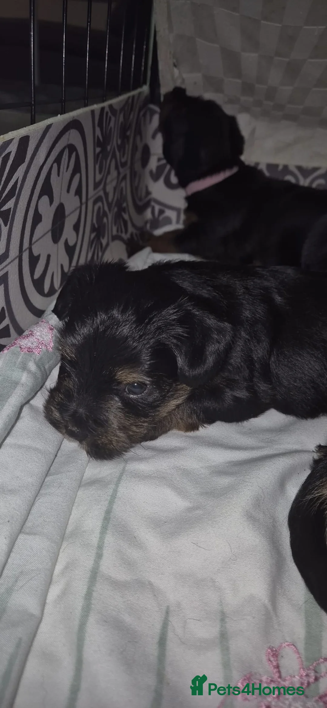 Mixed Breed dogs for sale: Yorkshire terrier mix brider - Advert 20