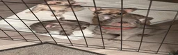 French Bulldog dogs for sale: French Bulldog Puppies - Advert 8