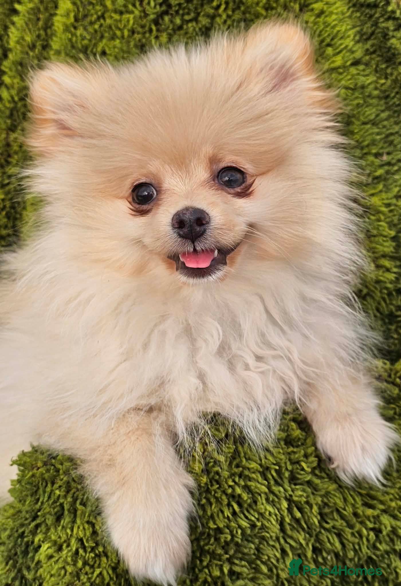 Pomeranian dogs Cream/peach pomeranian puppies - Advert 15