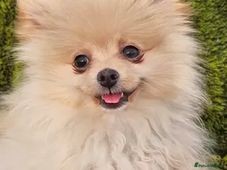 Pomeranian dogs Cream/peach pomeranian puppies - Advert 1