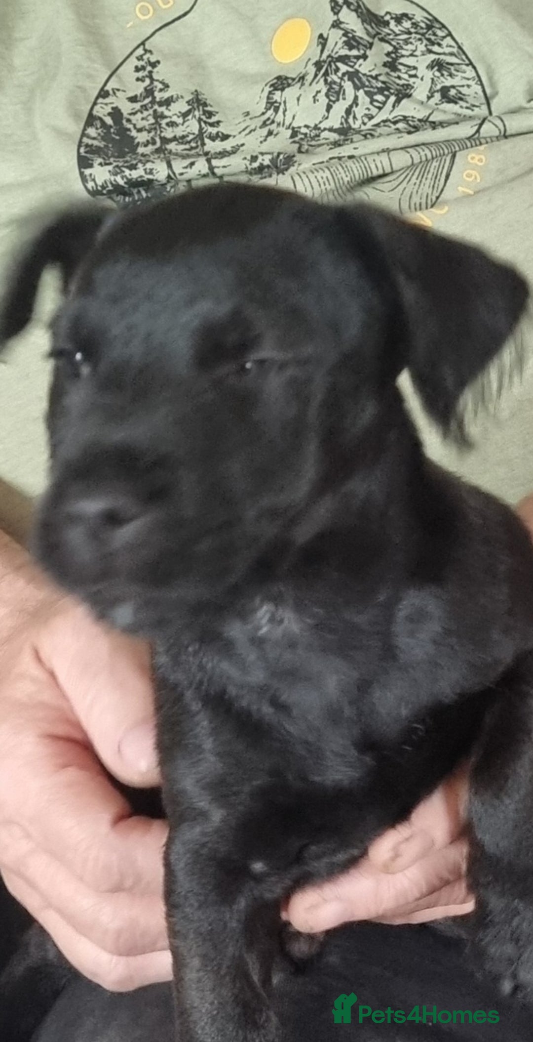 Patterdale Terrier dogs for sale: Patterdale puppy  - Image 5