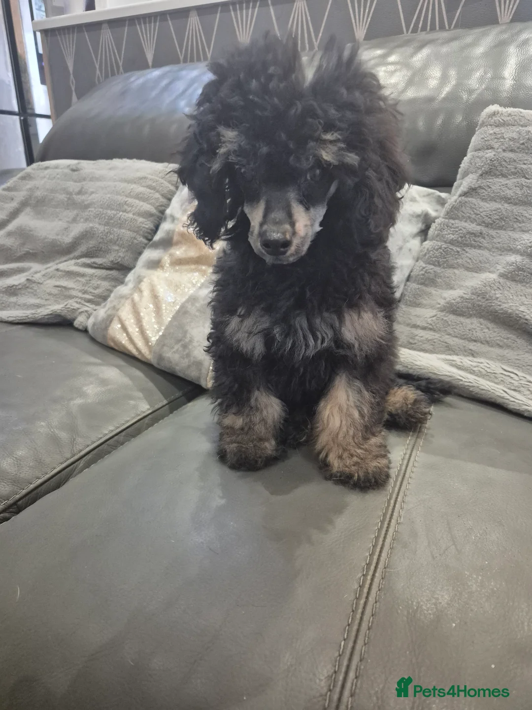 Toy Poodle dogs for sale: Poodle boys (toy x aisan) - Advert 5