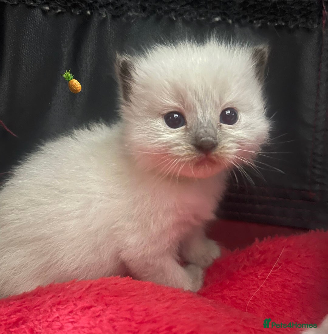Ragdoll cats for sale: ✨Ragdoll Kittens Available – European Lines ✨ - Image 23