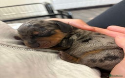 Miniature Dachshund dogs for sale: Only 4 left! Adorable Mini Dachshund Puppies 🐾🐶 - Image 38