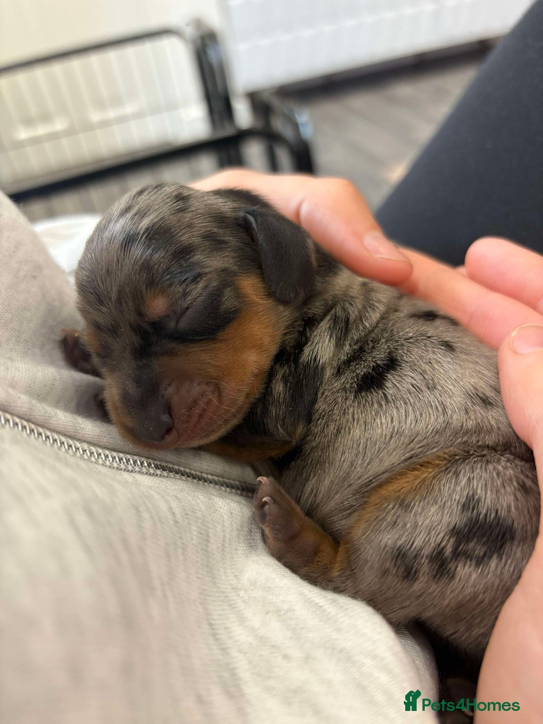 Miniature Dachshund dogs for sale: Only 4 left! Adorable Mini Dachshund Puppies 🐾🐶 - Image 38