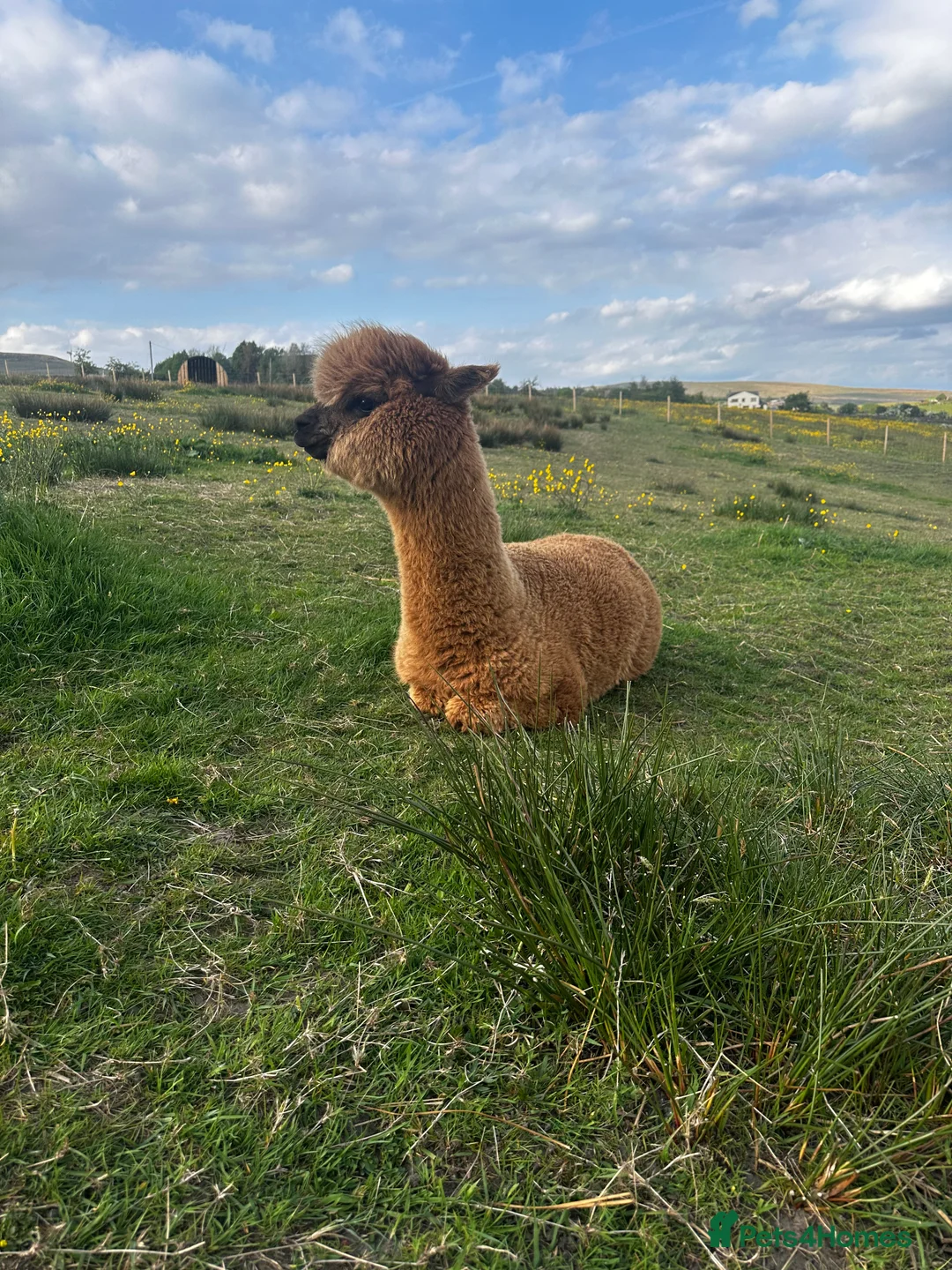 Alpaca livestock for sale: Alpacas  - Advert 2