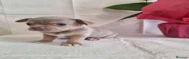 Chihuahua 1