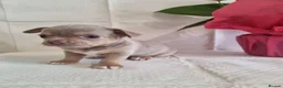 Chihuahua dogs for sale: Exceptional Home-Raised Chihuahua Puppies in Luton - Advert 4
