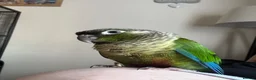 Conures birds for sale: Green cheek conure in Derby - Advert 4