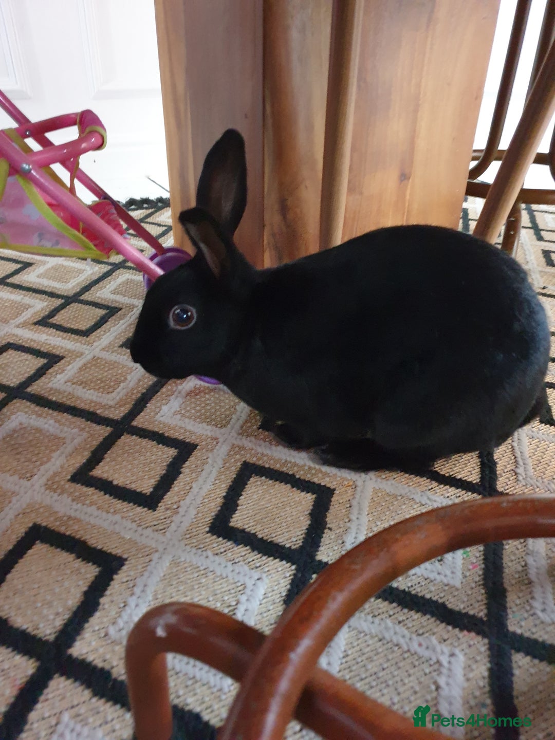 Havana rabbits for sale: Lovely little boy rabbit- hutch & run inc. - Advert 1