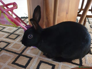 Havana rabbits Lovely little boy rabbit- hutch & run inc. - Advert 1