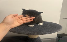 Maine Coon cats for sale: 3 male Maine coon cross kittens - Image 2