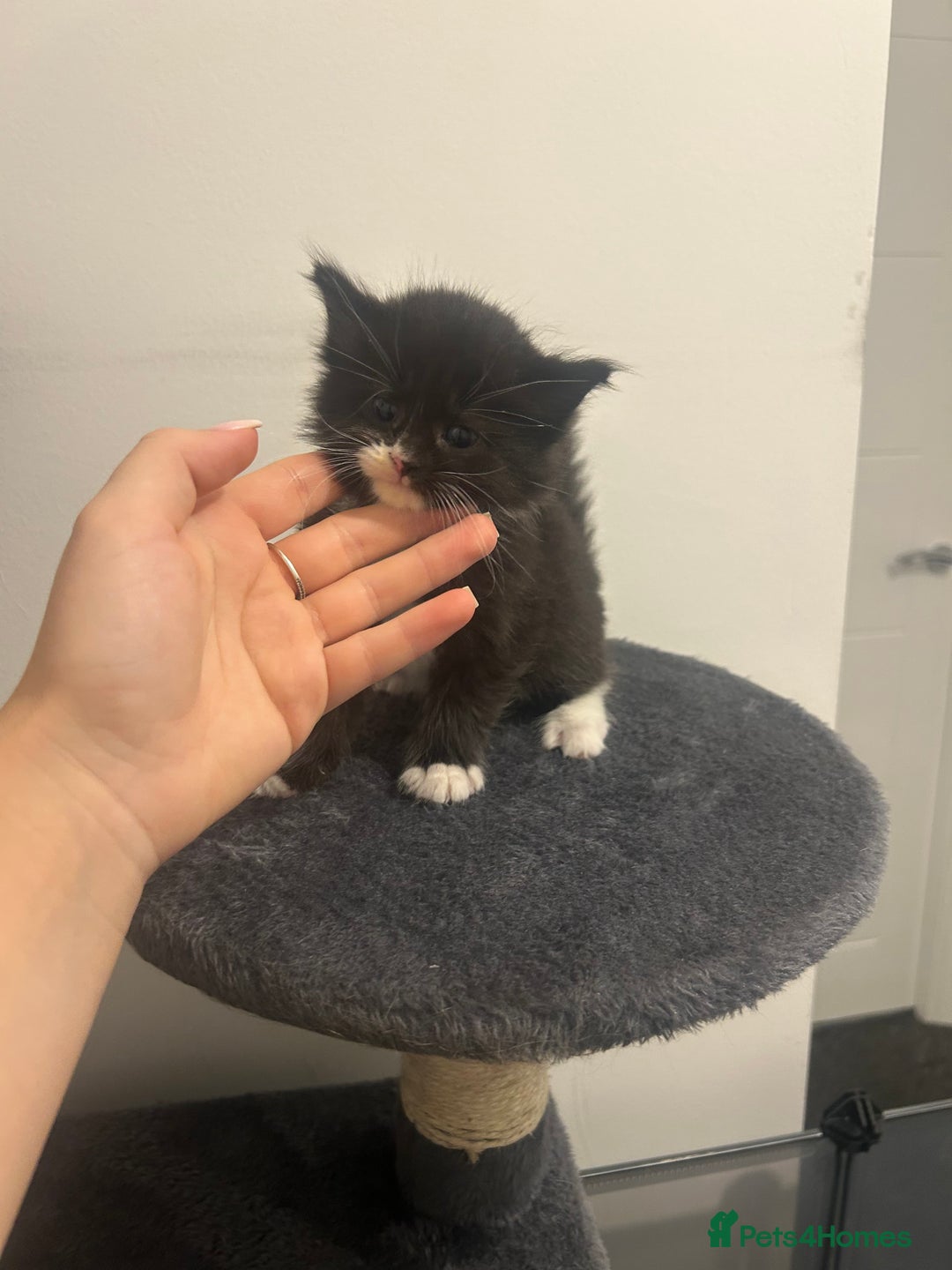 Maine Coon cats for sale: 3 male Maine coon cross kittens - Image 2