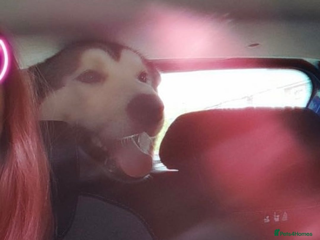 Siberian Husky dogs for sale: Beautiful boy needing forever home - Image 7
