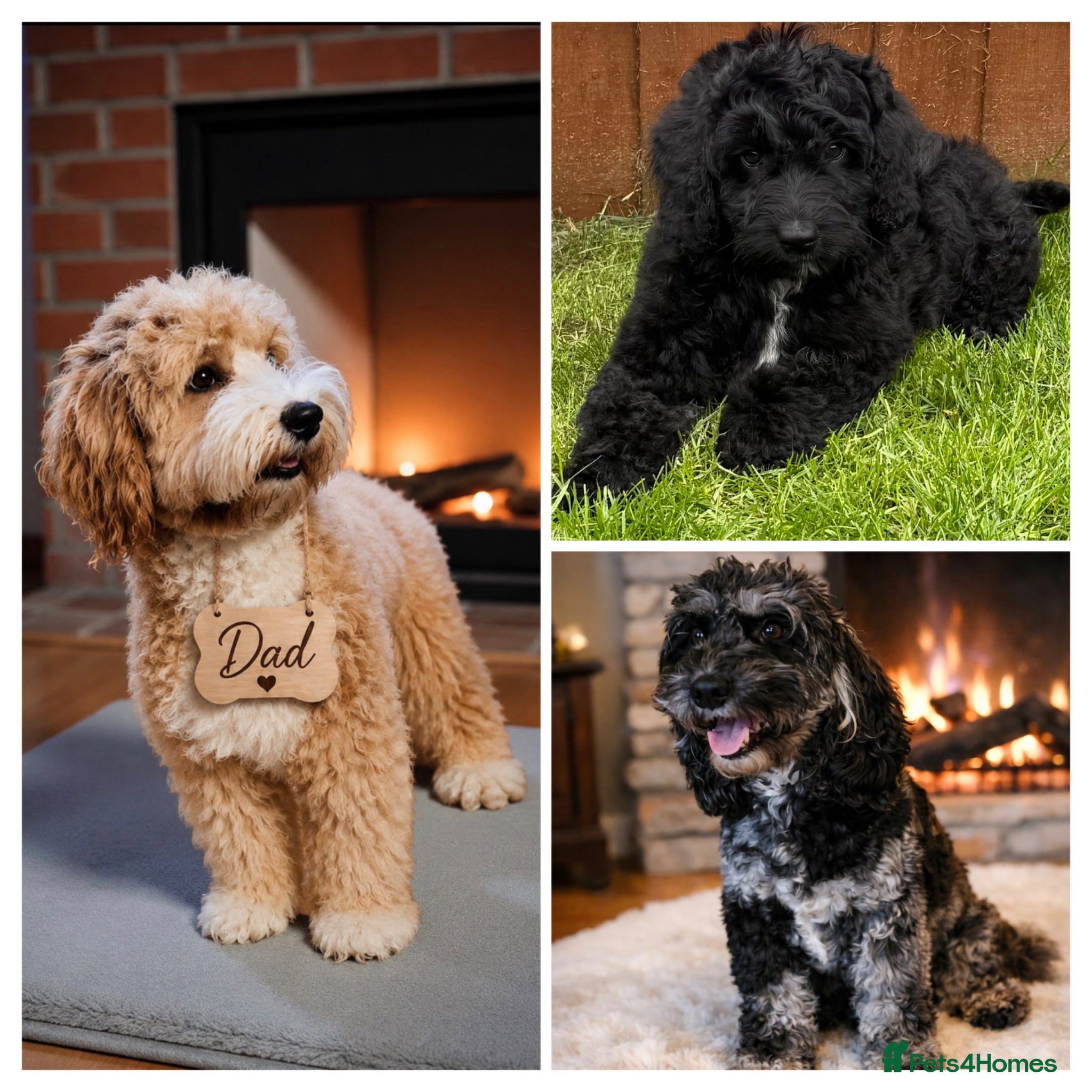 Australian Labradoodle dogs a boy ready for a loving family - Advert 1