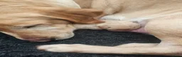 Labrador Retriever dogs for sale: Stunning boy  - Advert 20
