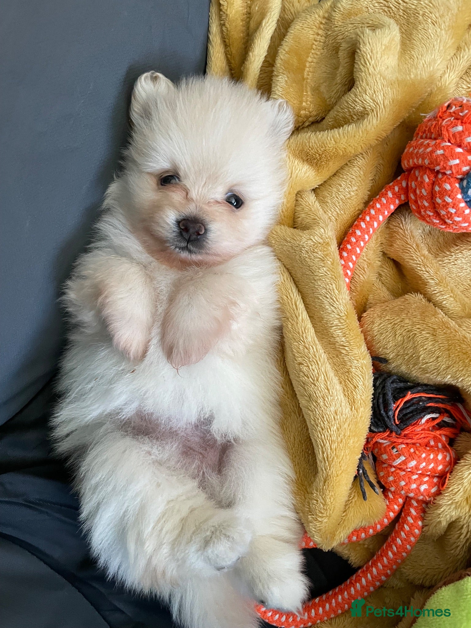 Pomeranian dogs Tiny Teddy Poms looking for their forever homes  - Advert 1
