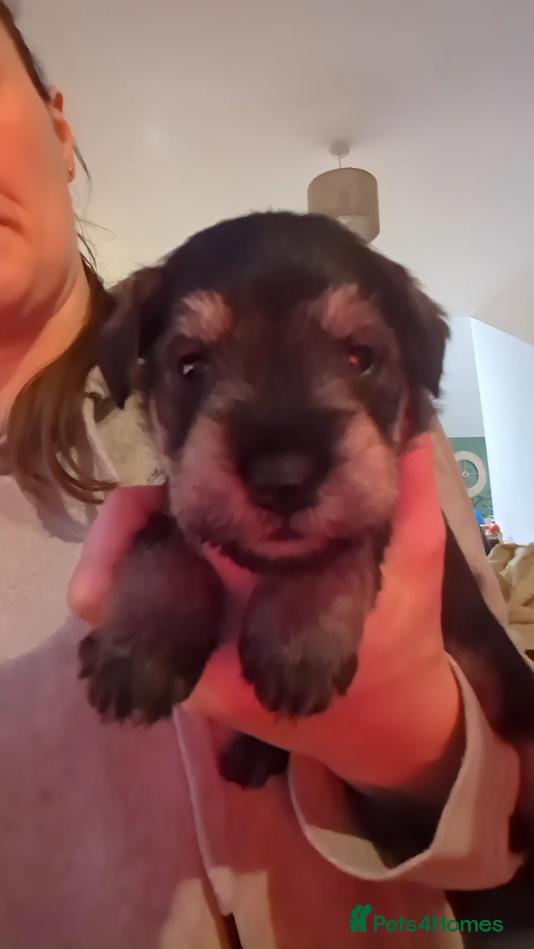 Miniature Schnauzer dogs for stud: Fully health tested, KC reg stud - Advert 16