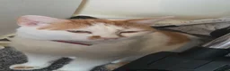 Mixed Breed cats for sale: 3 beautiful kittens for sale in Wrexham - Advert 2