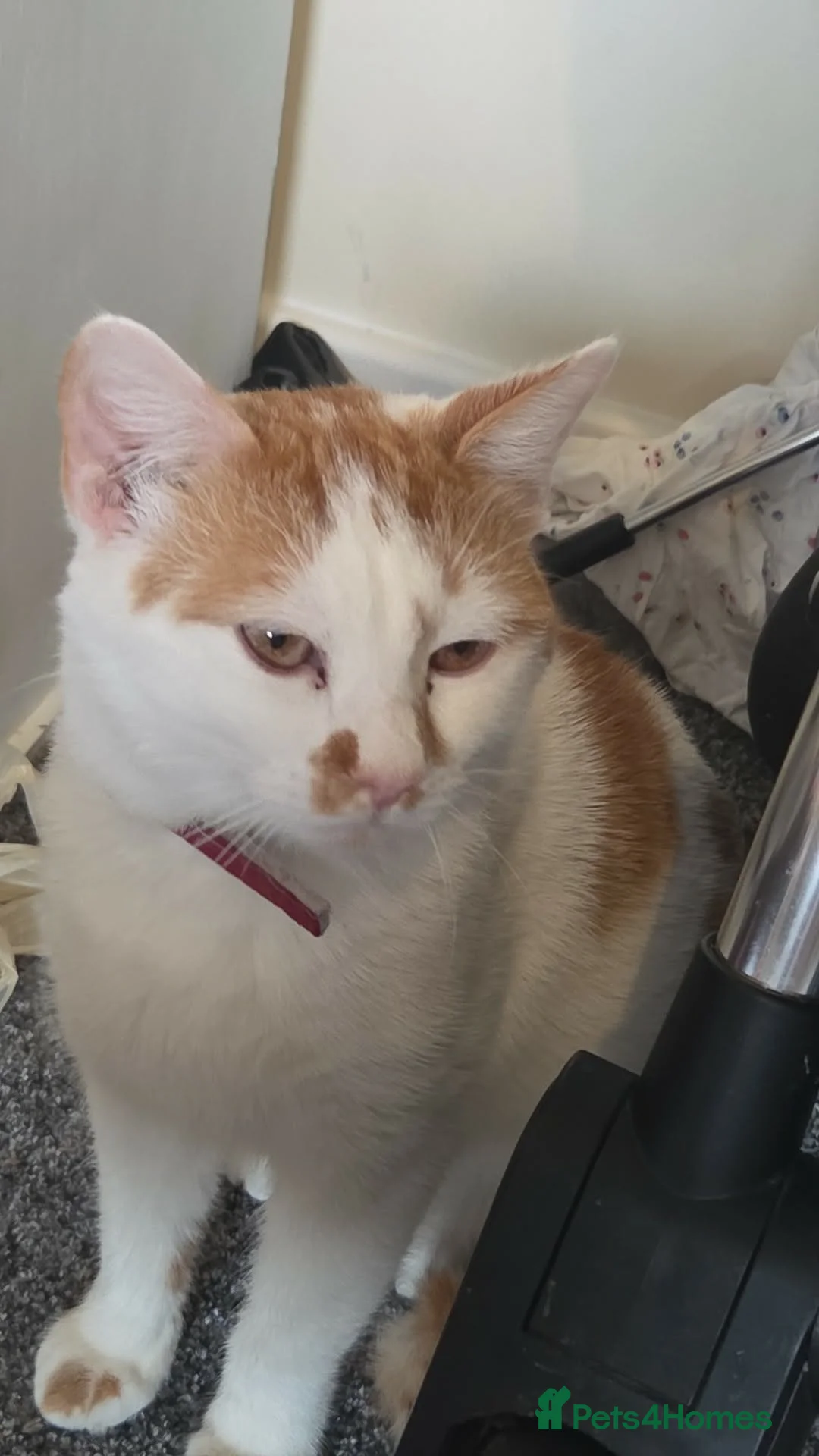 Mixed Breed cats for sale: 3 beautiful kittens for sale in Wrexham - Advert 2