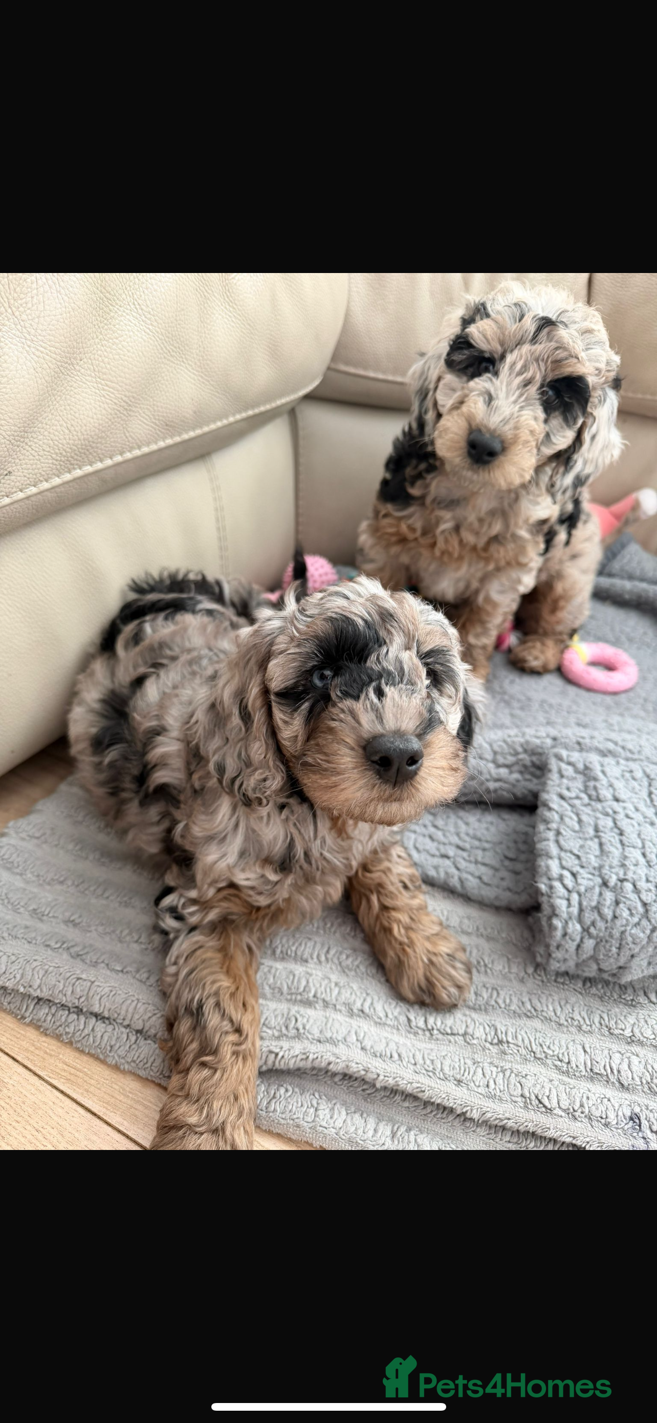 Cockapoo dogs LAST GIRL! Health tested blue Merle cockpoo F2B - Advert 1