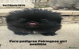 Pekingese dogs for sale: LAST PEKINGESE GIRL AVAILABLE FULLY VACCINATED - Image 7