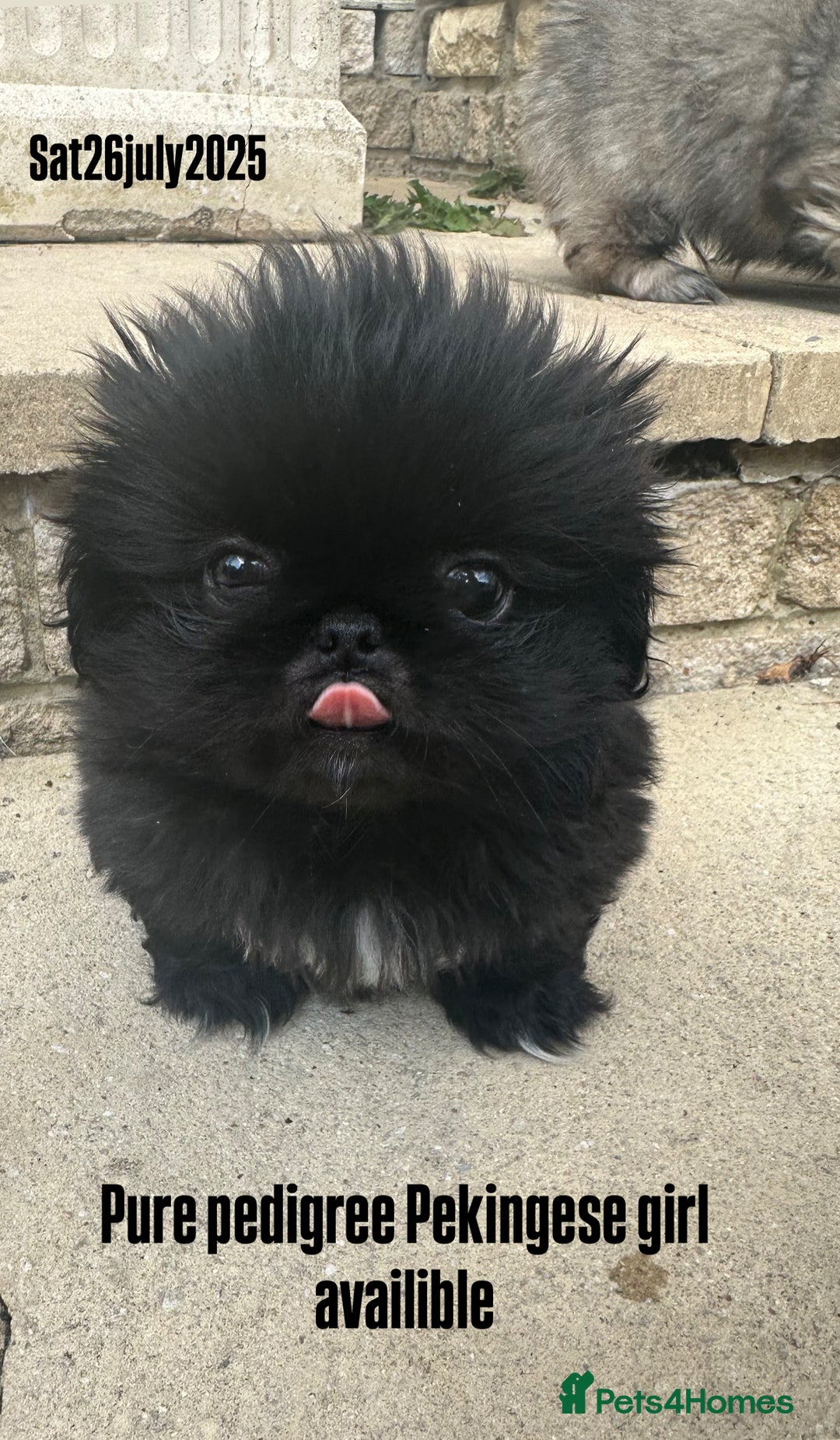 Pekingese dogs for sale: LAST PEKINGESE GIRL AVAILABLE FULLY VACCINATED - Image 7