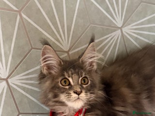 Maine Coon cats Pedigree Maine Coon kittens - Advert 4