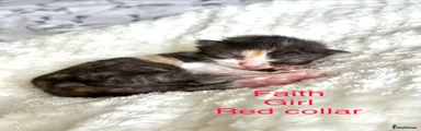Mixed Breed Kitten 3
