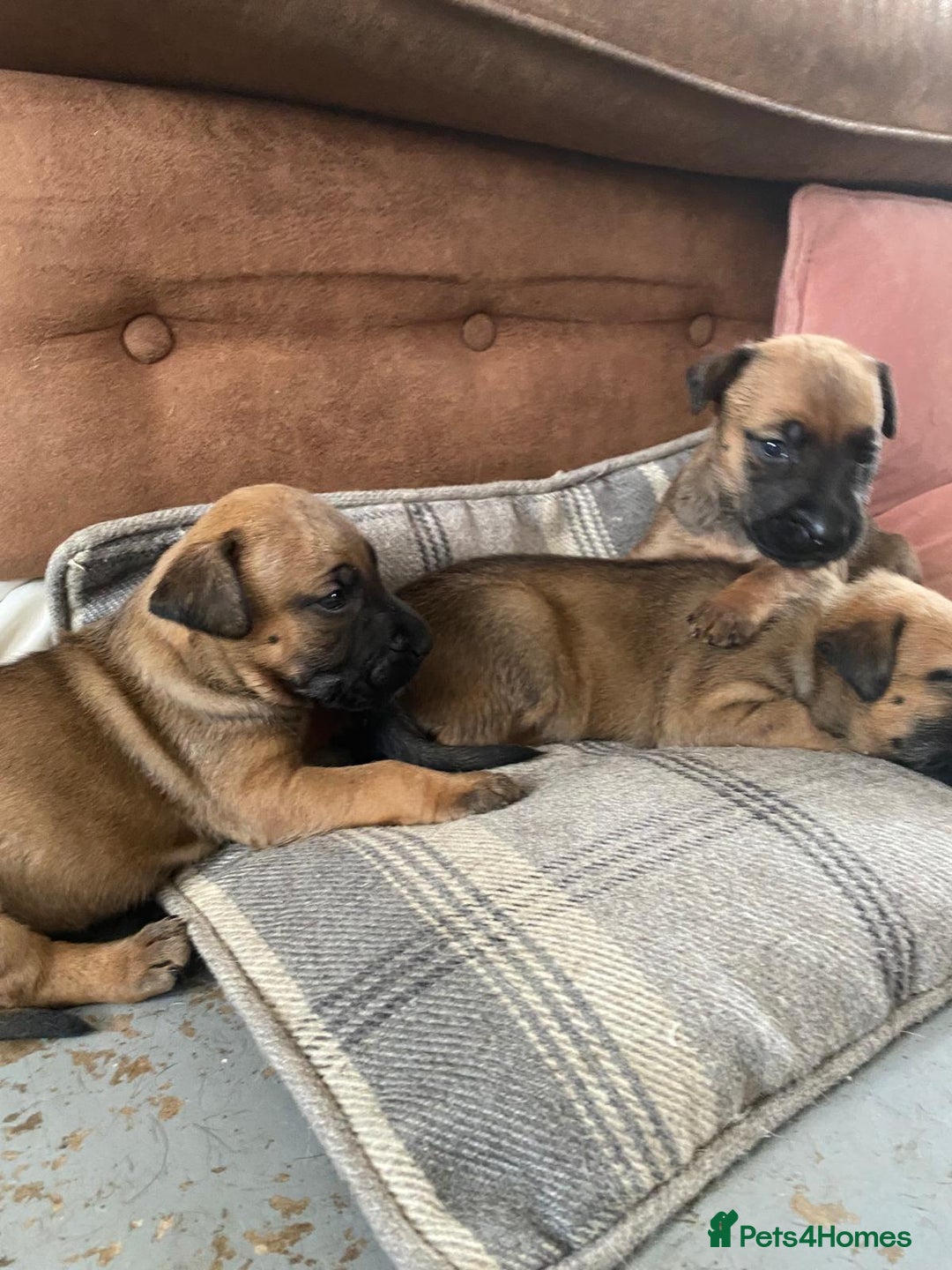 Mixed Breed dogs for sale: Mali cross  - Advert 20