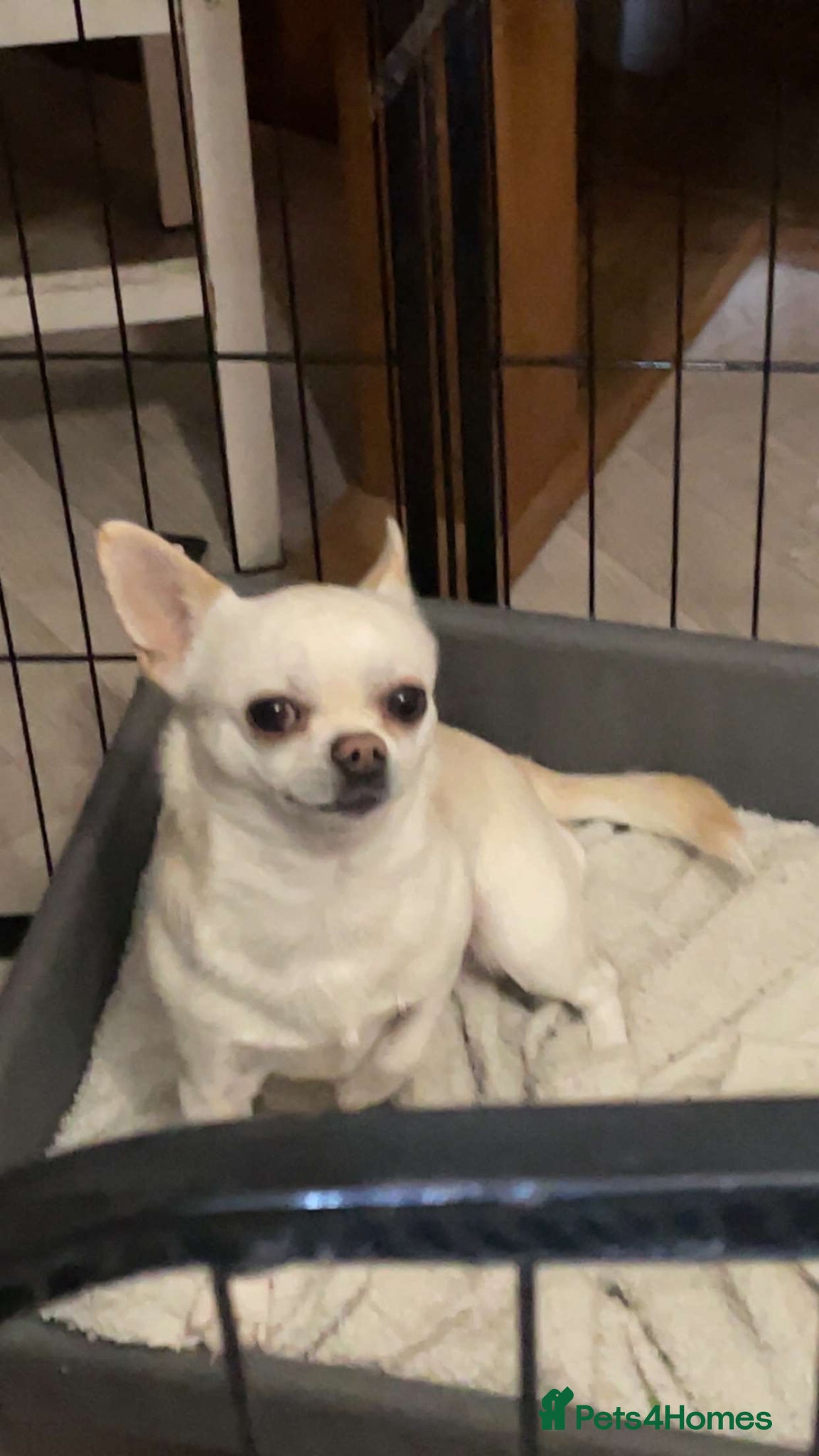 Chihuahua dogs KC rare Russian, 3 year old Chihuahua - Advert 16