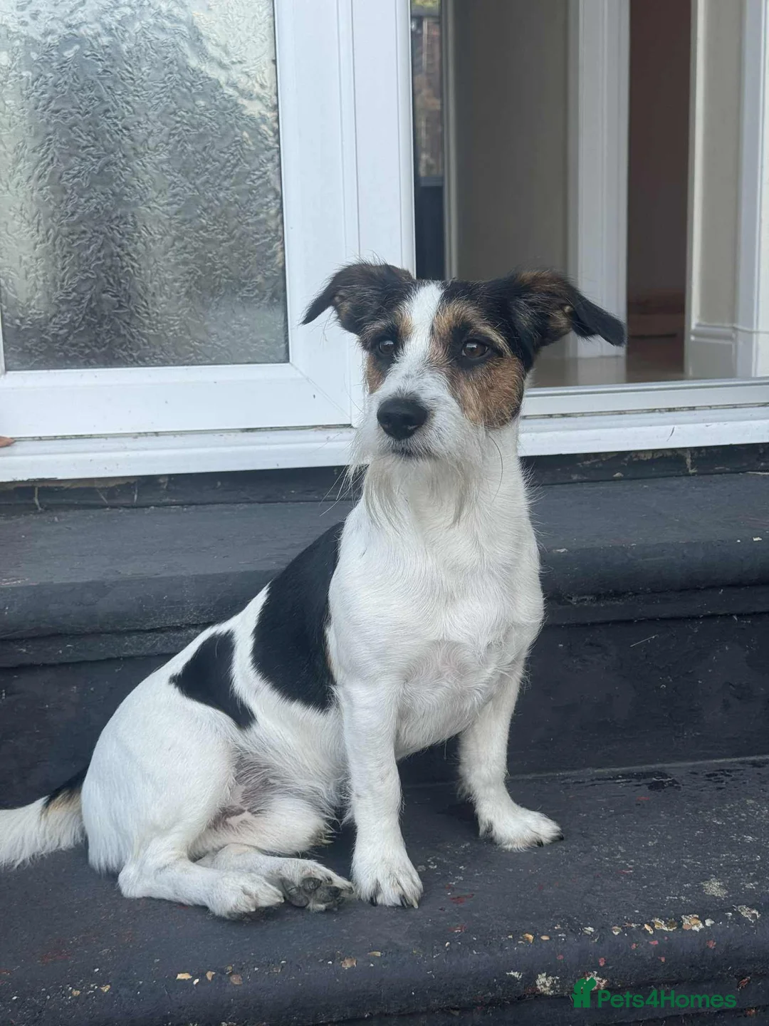 Jack Russell dogs for sale: Traditional Jack Russell  - Advert 3
