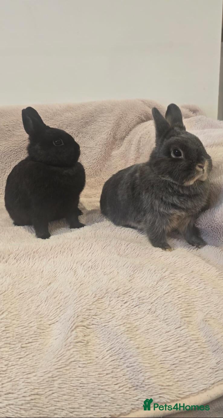 Netherland Dwarf rabbits Two Female Netherland Dwarf Rabbits for Sale  - Advert 8