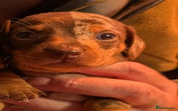 Mixed Breed dogs for sale: 3/4 Mini Dachshund 1/4 Jack Russell - Advert 7