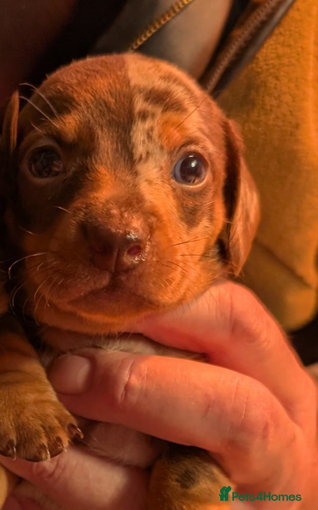 Mixed Breed dogs for sale: 3/4 Mini Dachshund 1/4 Jack Russell - Advert 7