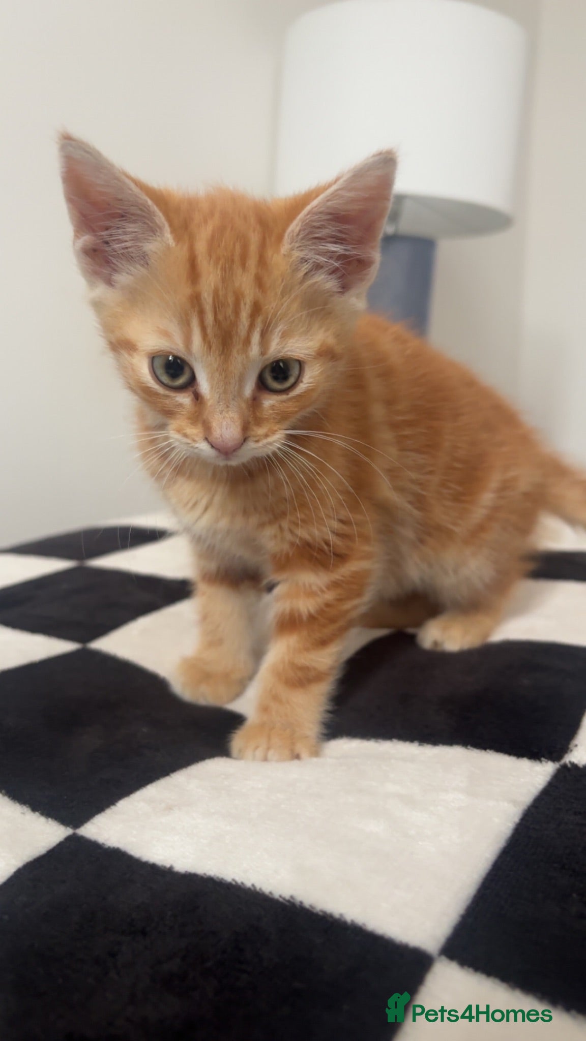 Mixed Breed cats ginger male kitten.  - Advert 2