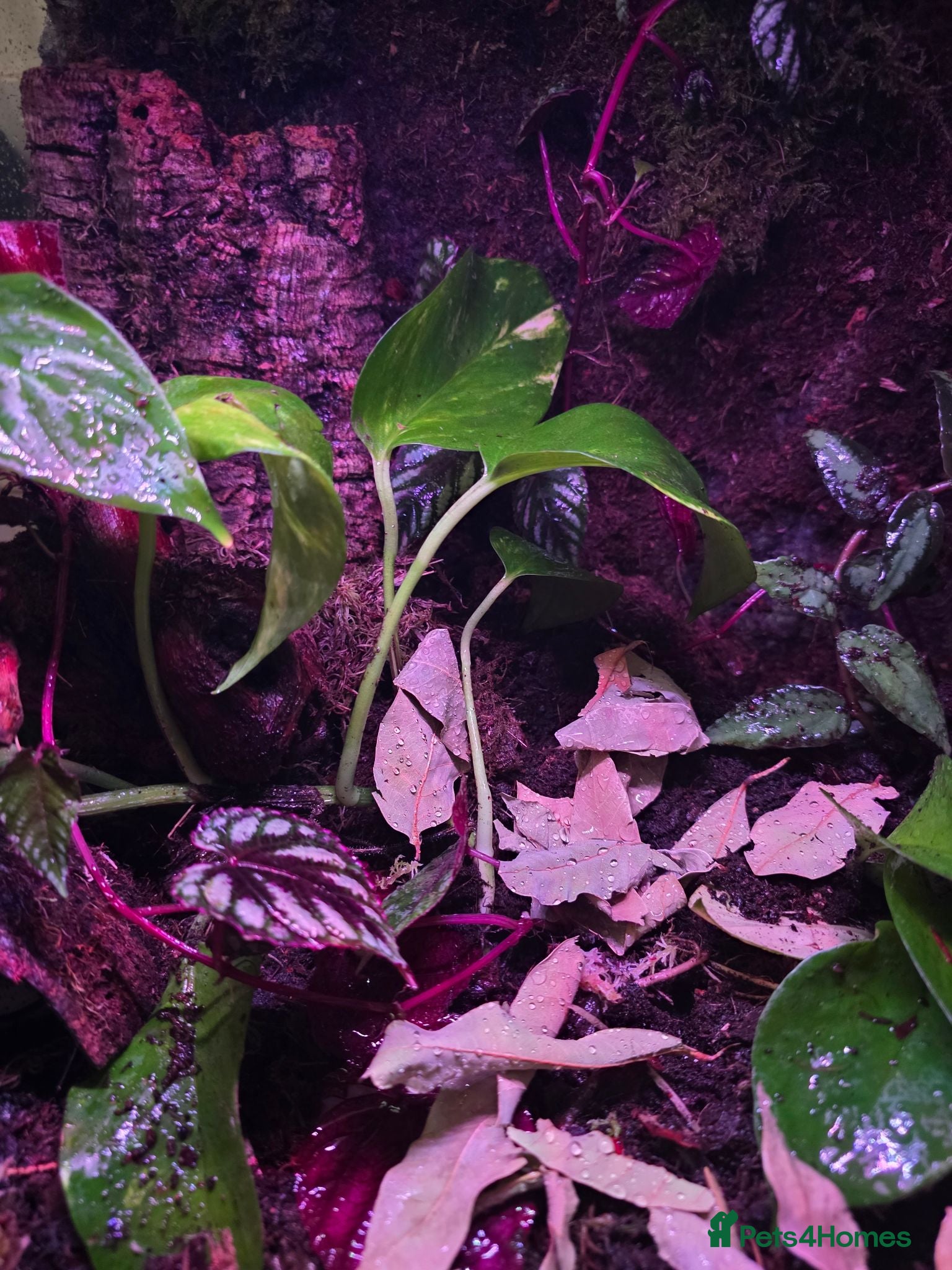 Frog reptiles Established 45cm Exo Terra Bioactive vivarium  - Advert 2