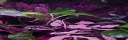 Frog reptiles for sale: Established 45cm Exo Terra Bioactive vivarium  - Advert 2