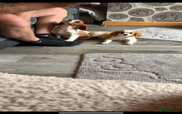 Cavalier King Charles Spaniel dogs for sale: Ready now Kennel club dna  clear cavalier puppies  - Image 21