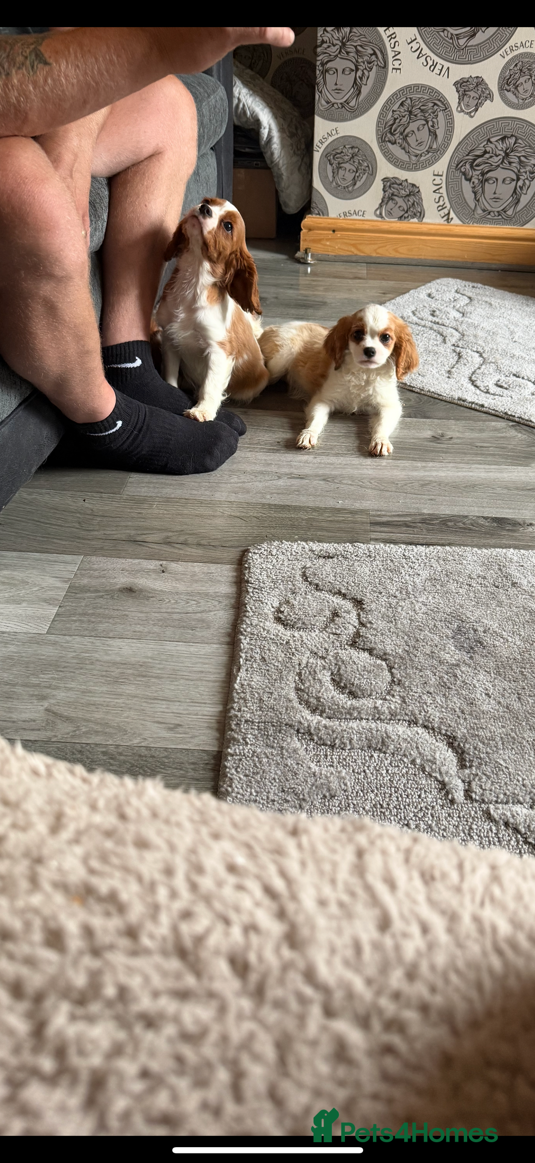 Cavalier King Charles Spaniel dogs for sale: Ready now Kennel club dna  clear cavalier puppies  - Image 21