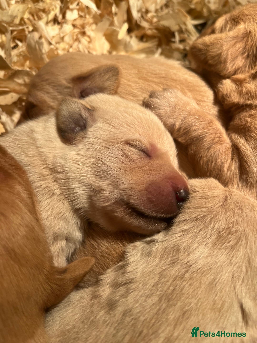 Labrador Retriever dogs for sale: KC Registered Labrador Puppies for Sale - Advert 19