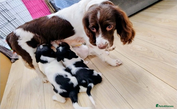 English Springer Spaniel dogs 🐶 Chunky Springer Spaniel Puppies for Sale! 🏡 - Advert 2