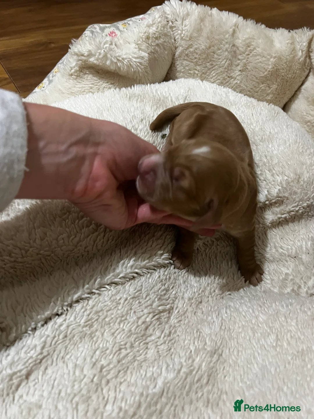 Cocker Spaniel dogs for sale: KC registered working spaniels Puppies-Cornwall  - Advert 5