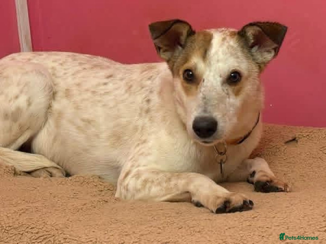 Mixed Breed dogs for adoption: Trinity - Norwich Norfolk  - Advert 9