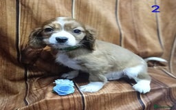 Cavalier King Charles Spaniel dogs for sale: Adorable Cavalier King Charles Spaniel Boys - Advert 6