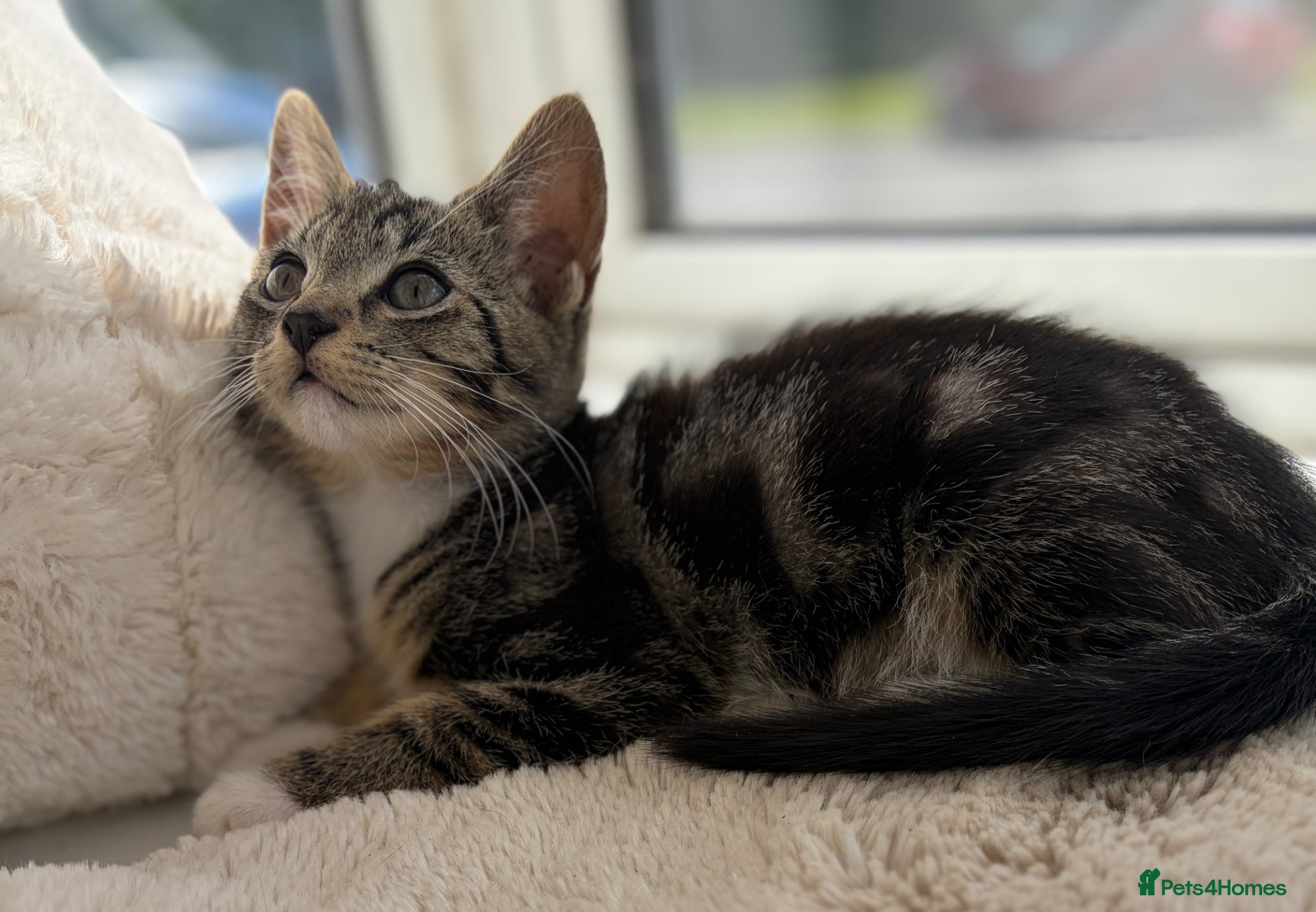 Mixed Breed cats 🐾 Adorable Kittens Looking for Loving Homes 🏡 - Advert 5